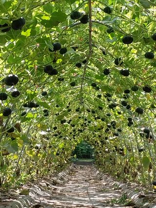 변귀재님의 호박 · 영농일지 작성글 사진