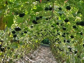 변귀재님의 호박 · 영농일지 작성글 사진