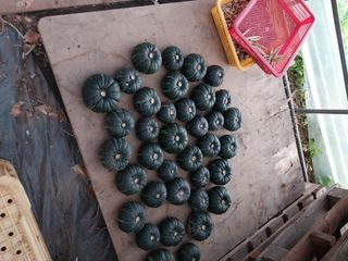 변귀재님의 호박 · 영농일지 작성글 사진