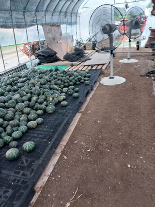 변귀재님의 호박 · 영농일지 작성글 사진