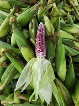 팜모닝 자유주제·자유게시판 게시글 이미지