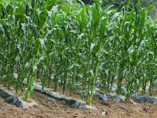 박명자님의 자유주제 · 자유게시판 작성글 사진