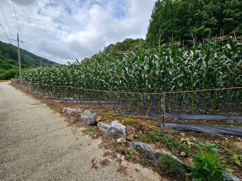 장터 상품 [옥수수 50개] 썸네일