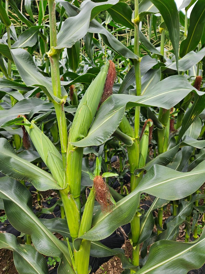 귤9198님의 장터 판매 상품 [옥수수 50개] 첨부 사진