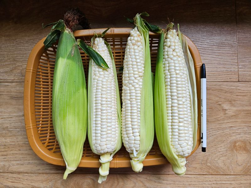 귤9198님의 장터 판매 상품 [옥수수 50개] 첨부 사진