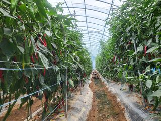 창원홍수연님의 고추 · 영농일지 작성글 사진