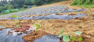 보민님의 들깨 · 영농일지 작성글 사진