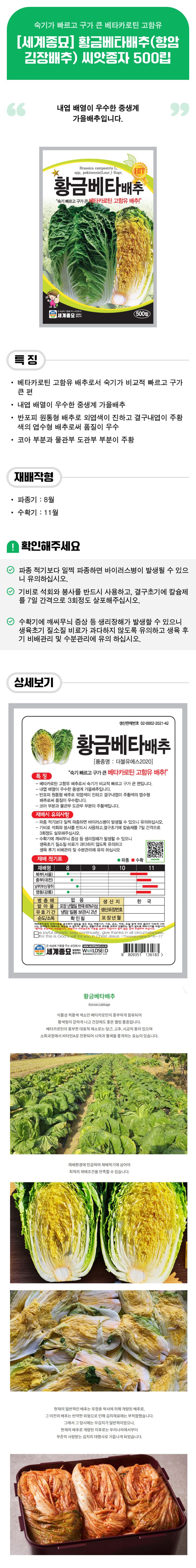 팜모닝 상점님의 장터 판매 상품 [[세계종묘] 황금베타배추(항암김장배추) 씨앗종자 500립] 첨부 사진