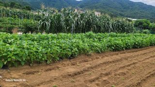 김홍연님의 참깨 · 영농일지 작성글 사진