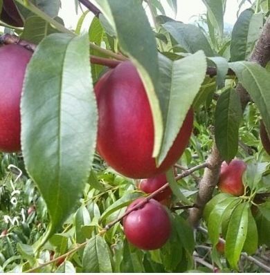 김명옥님의 장터 판매 상품 [복숭아 5kg] 첨부 사진