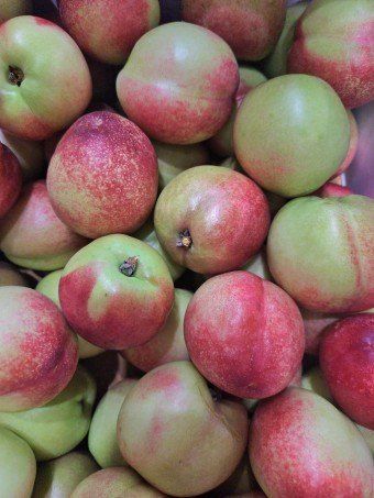 김명옥님의 장터 판매 상품 [복숭아 5kg] 첨부 사진