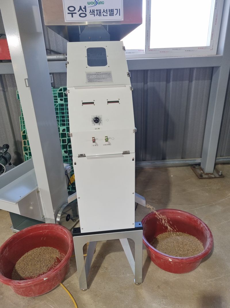 장준석님의 장터 판매 상품 [2025년산 국내산호라산밀(카무트)5kg] 첨부 사진