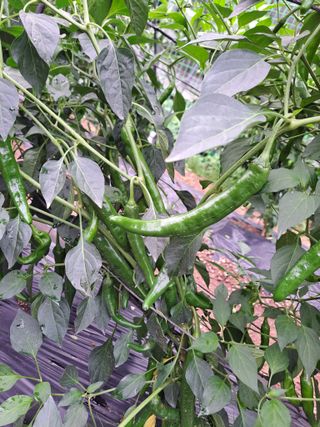 정자형님의 고추 · 제초 작성글 사진