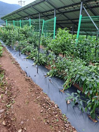 정자형님의 고추 · 제초 작성글 사진