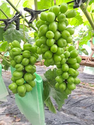 상주 한진학(달빛포님의 포도 · 영농일지 작성글 사진