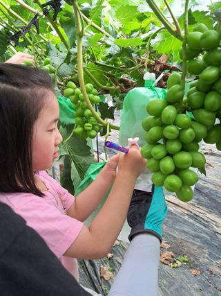 상주 한진학(달빛포님의 포도 · 영농일지 작성글 사진