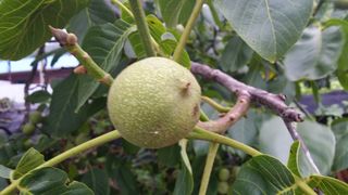 이명기님의 기타작물 · 영농일지 작성글 사진