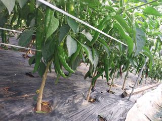 이남영님의 고추 · 영농일지 작성글 사진