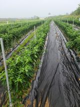 팜모닝 고추·영농일지 게시글 이미지