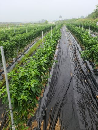 최승찬님의 고추 · 영농일지 작성글 사진