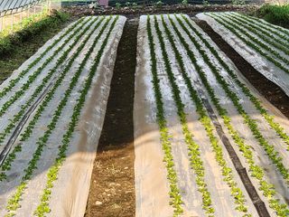 쏭이네농장(현자)님의 자유주제 · 자유게시판 작성글 사진