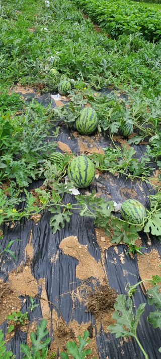 (천지산)님의 자유주제 · 자유게시판 작성글 사진