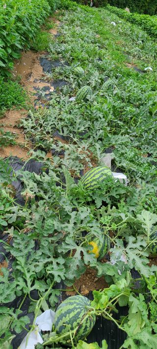 (천지산)님의 자유주제 · 자유게시판 작성글 사진