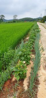 팜모닝 콩·영농일지 게시글 이미지