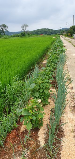 이흥옥님의 콩 · 영농일지 작성글 사진