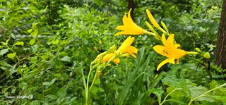 해오름달님의 자유주제 · 자유게시판 작성글 사진