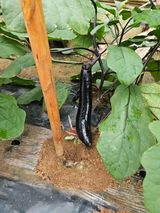 팜모닝 기타작물·영농일지 게시글 이미지