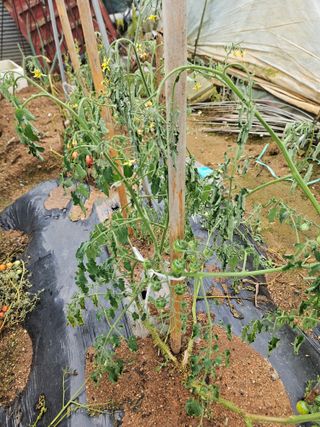 양간다리님의 자유주제 · 자유게시판 작성글 사진