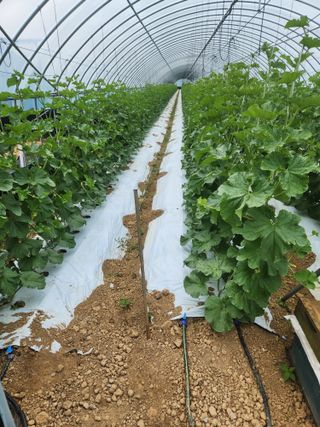 김저팔계님의 기타작물 · 영농일지 작성글 사진