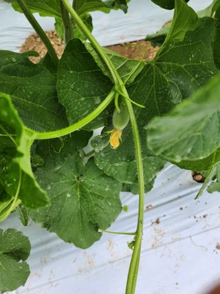 김저팔계님의 기타작물 · 영농일지 작성글 사진