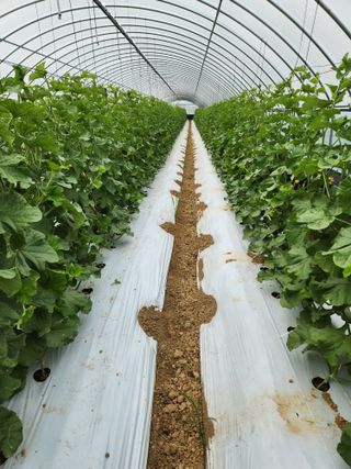 김저팔계님의 기타작물 · 영농일지 작성글 사진