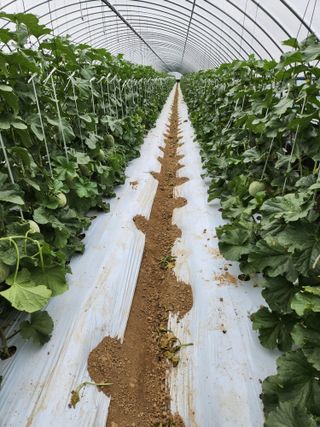 김저팔계님의 기타작물 · 영농일지 작성글 사진