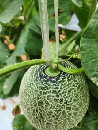 김저팔계님의 기타작물 · 영농일지 작성글 사진