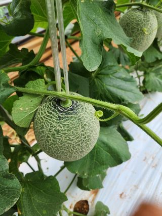 김저팔계님의 기타작물 · 영농일지 작성글 사진