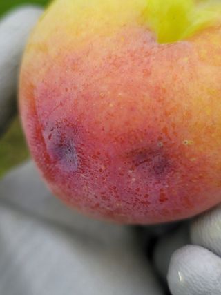 향기나무농장 님의 자두 · 병해충상담 작성글 사진