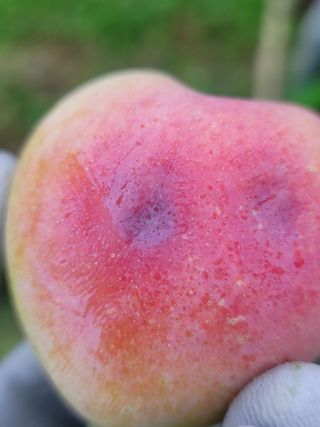 향기나무농장 님의 자두 · 병해충상담 작성글 사진