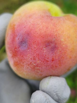 향기나무농장 님의 자두 · 병해충상담 작성글 사진