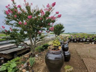 이연옥님의 기타작물 · 영농일지 작성글 사진