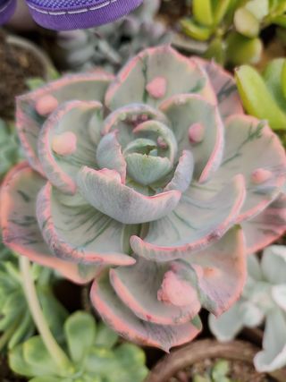 이연옥님의 기타작물 · 영농일지 작성글 사진