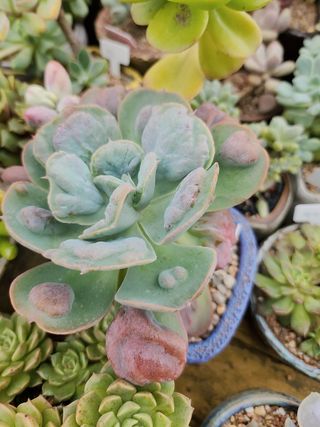 이연옥님의 기타작물 · 영농일지 작성글 사진