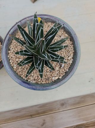 이연옥님의 기타작물 · 영농일지 작성글 사진