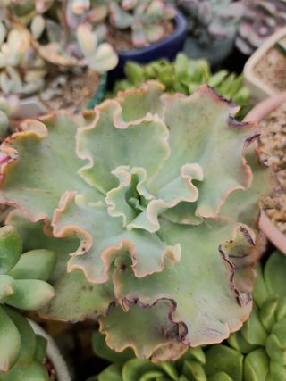 이연옥님의 기타작물 · 영농일지 작성글 사진