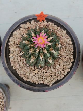 이연옥님의 기타작물 · 영농일지 작성글 사진