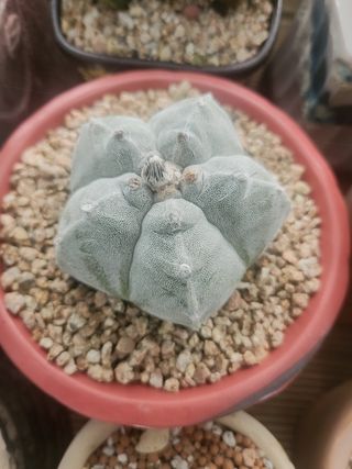 이연옥님의 기타작물 · 영농일지 작성글 사진