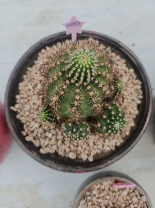 이연옥님의 기타작물 · 영농일지 작성글 사진