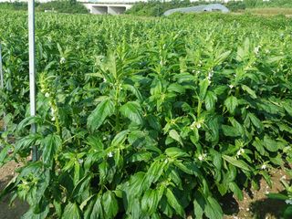 고추6833님의 참깨 · 자유게시판 작성글 사진